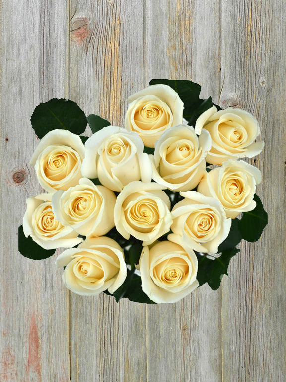  WHITE ROSES